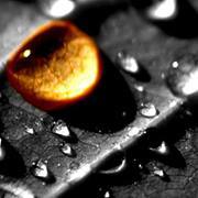 Jessejoy Butterfield