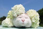 Lemon Lazy