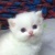 Amal Mokbel