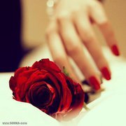 وردة العشاق