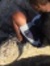 Thabi P...