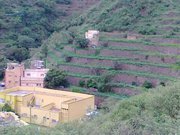 فايز الفيفي