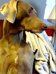 Cindy Grinstead-glick