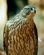 الباز اليماني