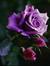 Rabab Ad