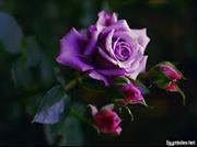 Rabab Ad