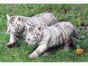 อัมพร นิวัตร