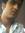 Wasi Wasif