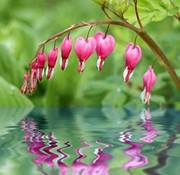 هيثم العبسي