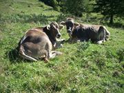 Виктория Смирнова