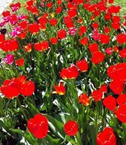 قاهرهم بسكوتي