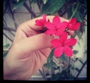 مشاري عبدالله