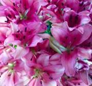 Diane Carpenter ingraham