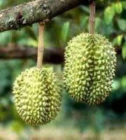 Fruit Durian