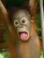 Favian ...