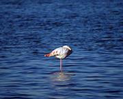 يارا البرازي