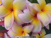 محمد الشيمى