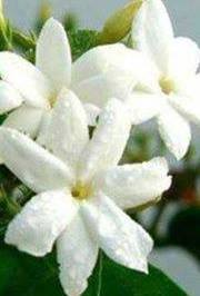 صفاء اللصاصمه