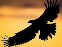 مصطفى السعودي