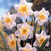 زهرة النرجس