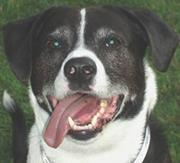 August Doggest
