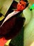 Jimit Shah