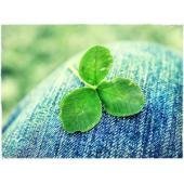 Cauvongtrongdem Đầu gấu