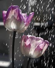 الورد الجوري