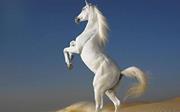 Nagham Gamal
