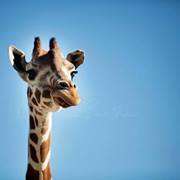 Raghavendran Narayanan