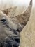 Rhinoceros