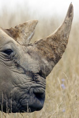 Goodreads profile picture for @rhinoceros