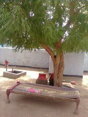 البشرى الخضر