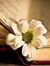 Engy Ahmed