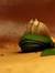 Shabir ...