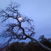 Audra Lafleche-smith