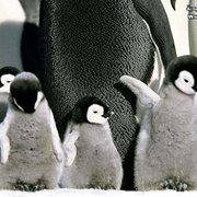 القطرس المسافر