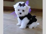 Setakam Saipravallika