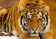 Tigress