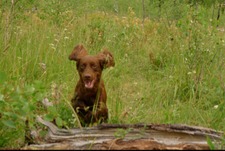 Olivia Steele-mortimer