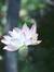 Kieu Lien