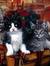 Karen Oxner