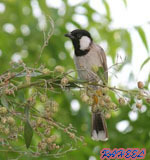 نور الجبوري