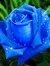 Tasneem