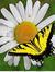 Daisy C...