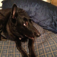 Michael Pomerpantzio