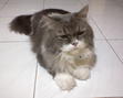 Ulfa