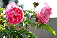 Danielle Giannandrea