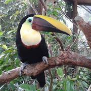 Tharindu Weerasinghe