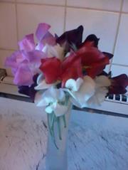 Catherine Harrington